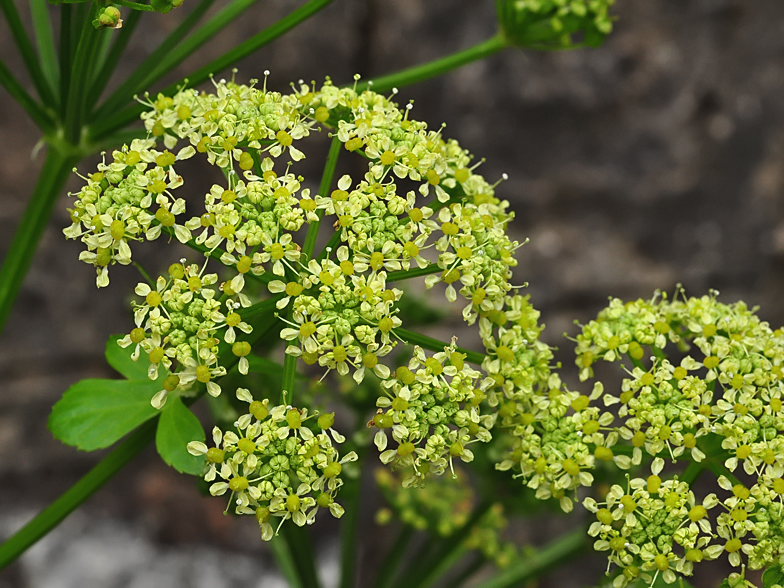 Smyrnium olusatrum