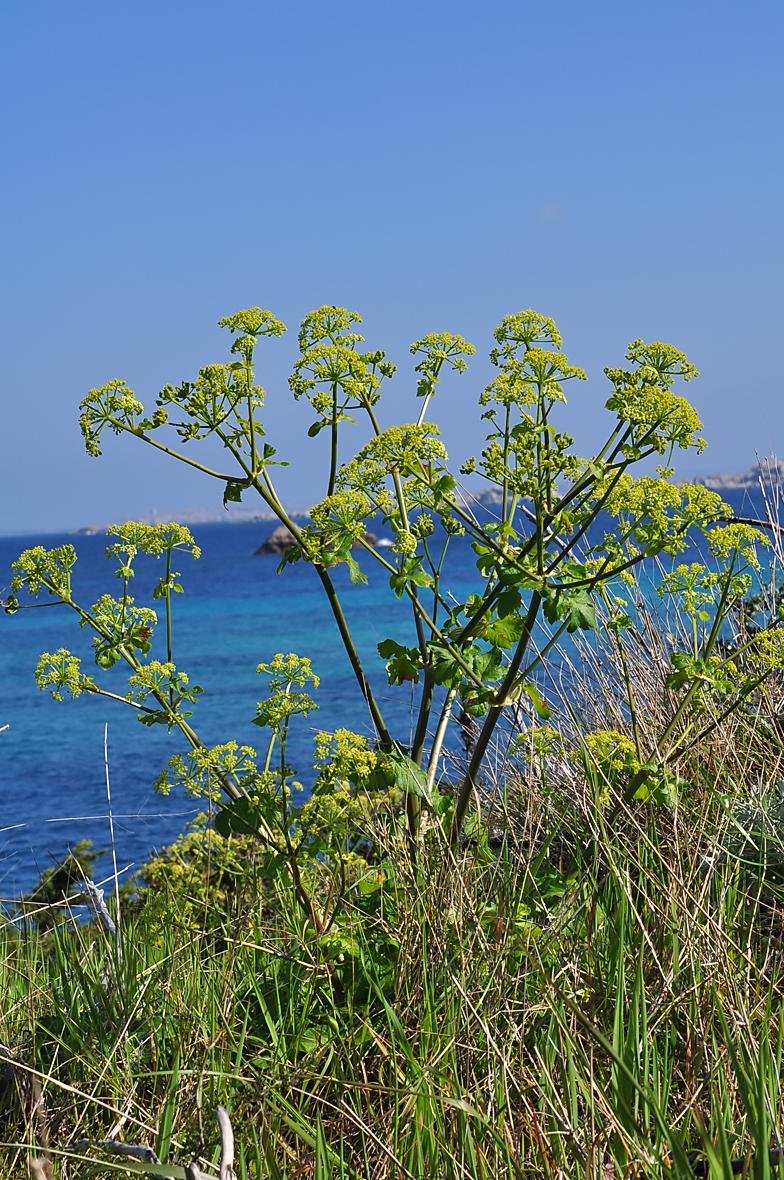 Smyrnium olusatrum