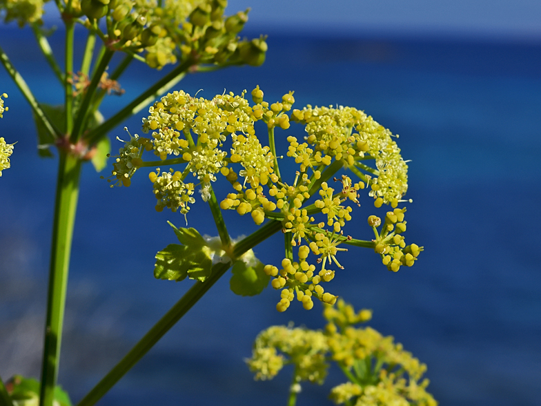 Smyrnium olusatrum