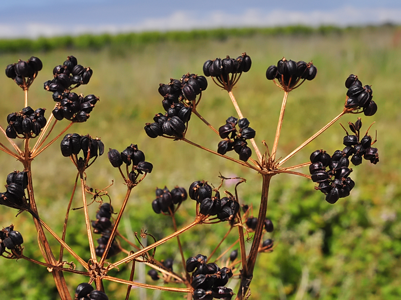 Smyrnium olusatrum fruits