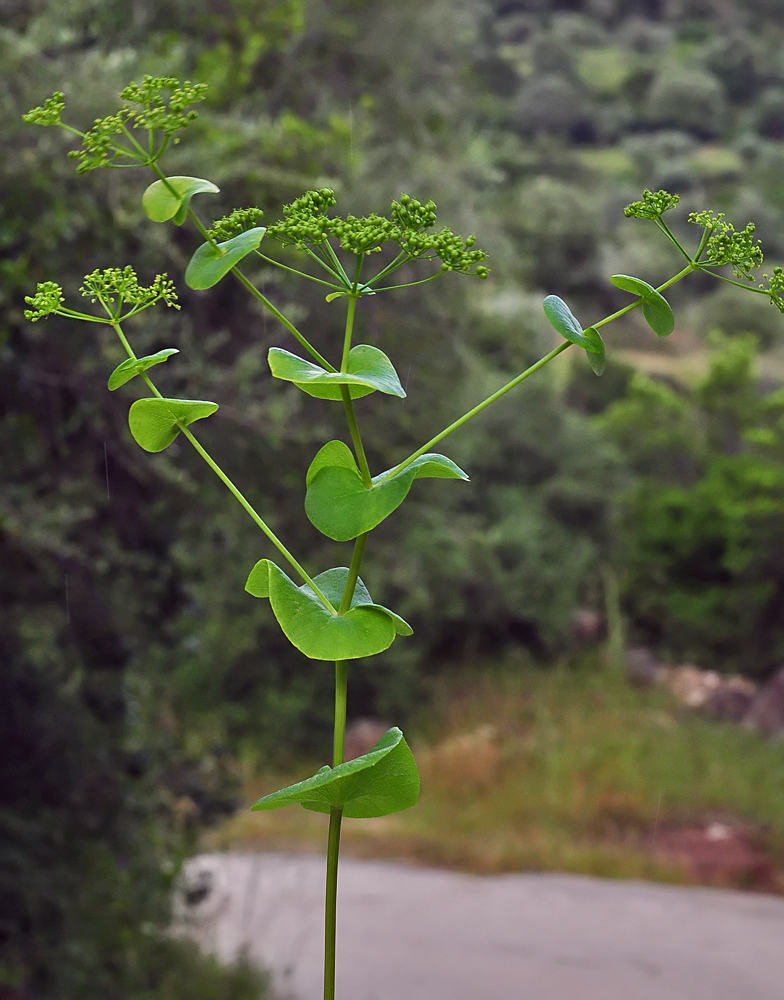 Smyrnium rotundifolium