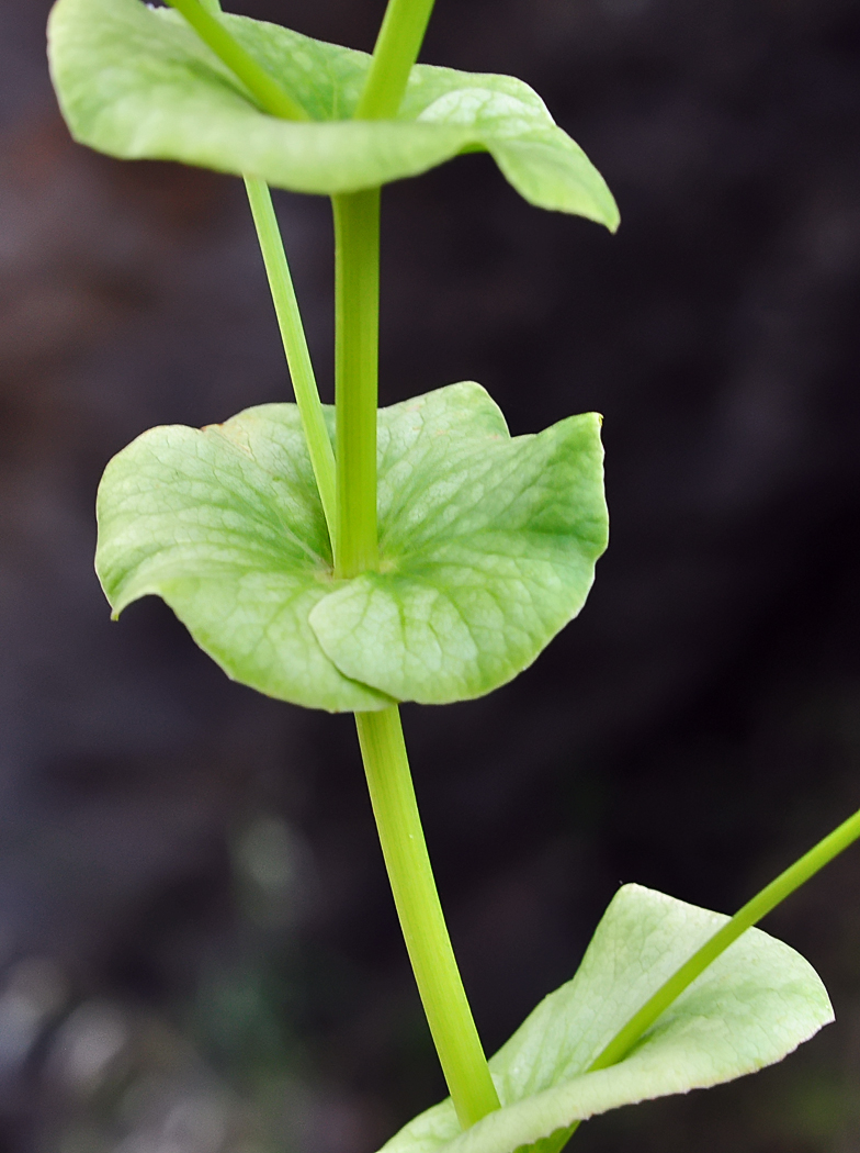 Smyrnium rotundifolium