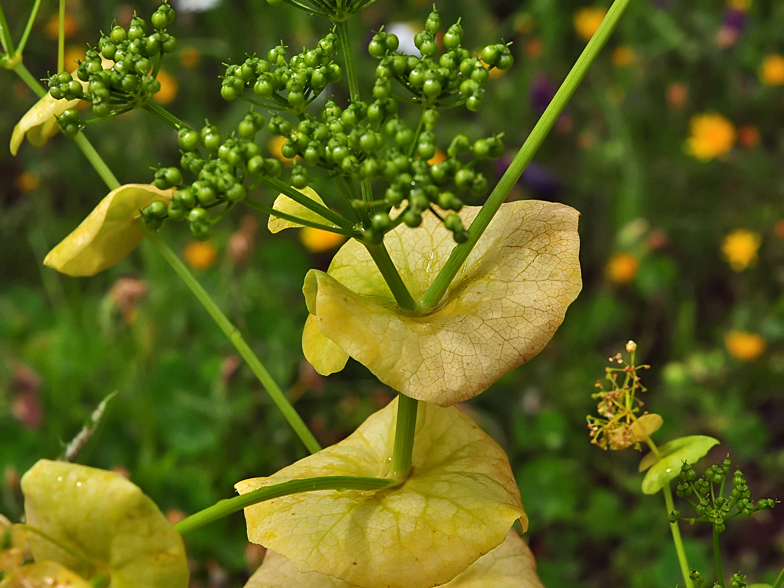 Smyrnium rotundifolium