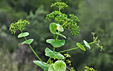 Smyrnium rotundifolium