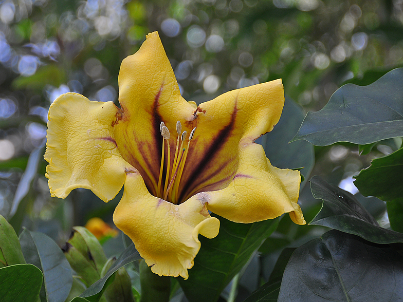 Solandra maxima