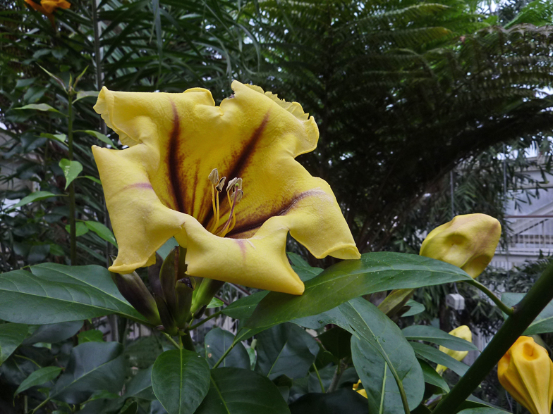 Solandra maxima