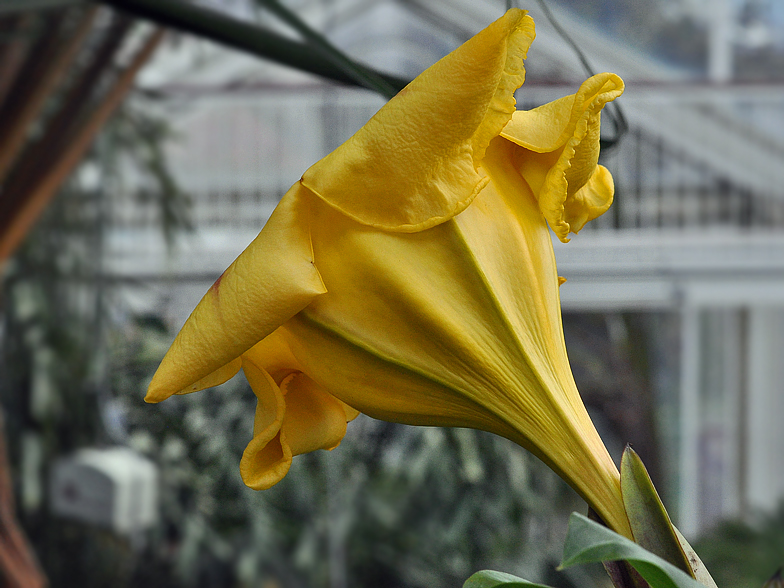 Solandra maxima