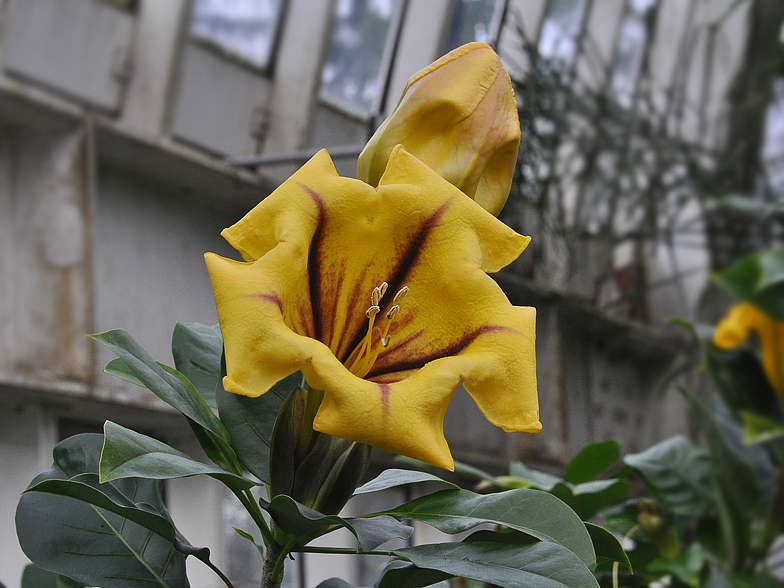 Solandra maxima