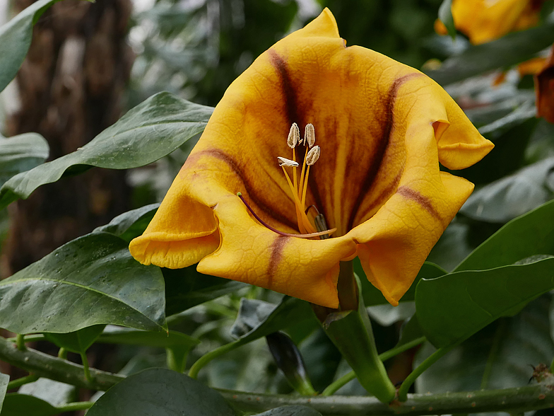 Solandra maxima