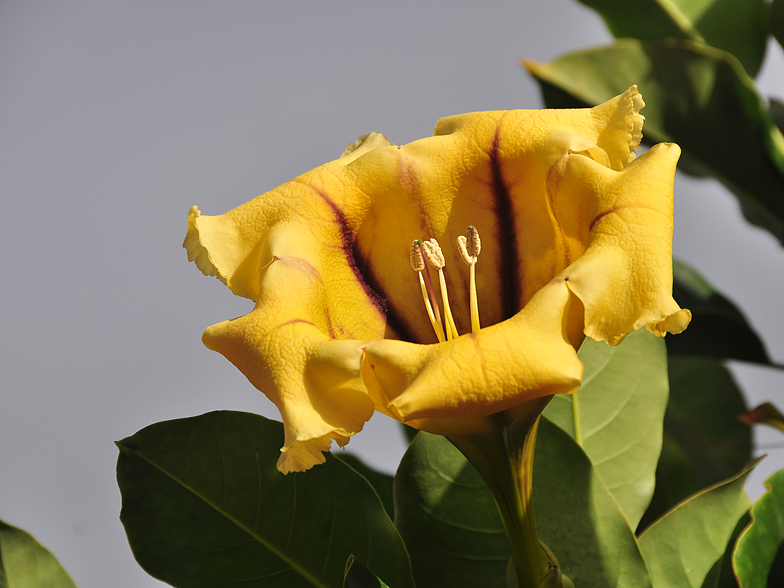 Solandra maxima