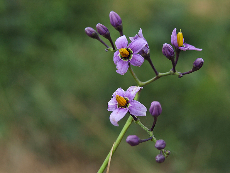 Solanum dulcamara