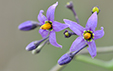 Solanum dulcamara