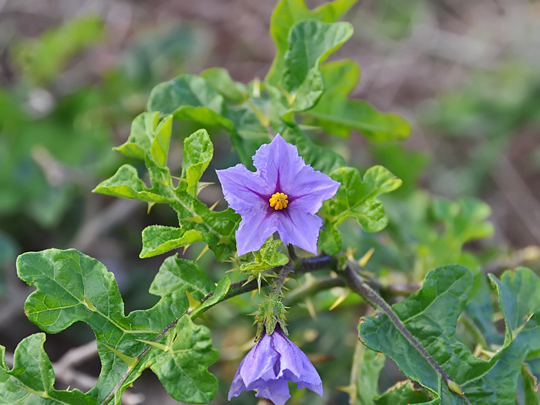 Solanum linnaeanum