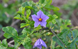 Solanum linnaeanum