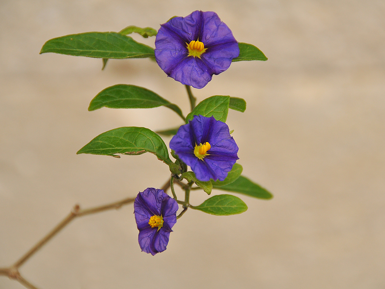 Solanum rantonnetii