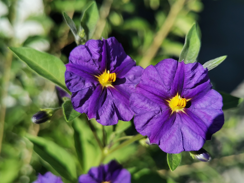 Solanum rantonnetii