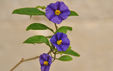 Solanum rantonnetii