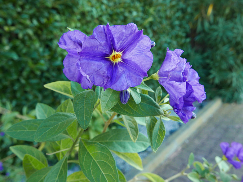 Solanum rantonnetii