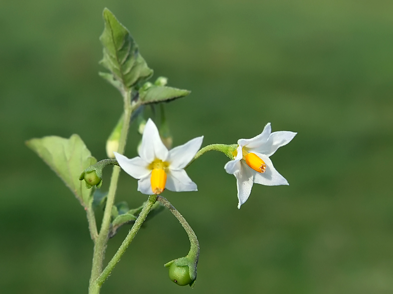 Solanum villosum