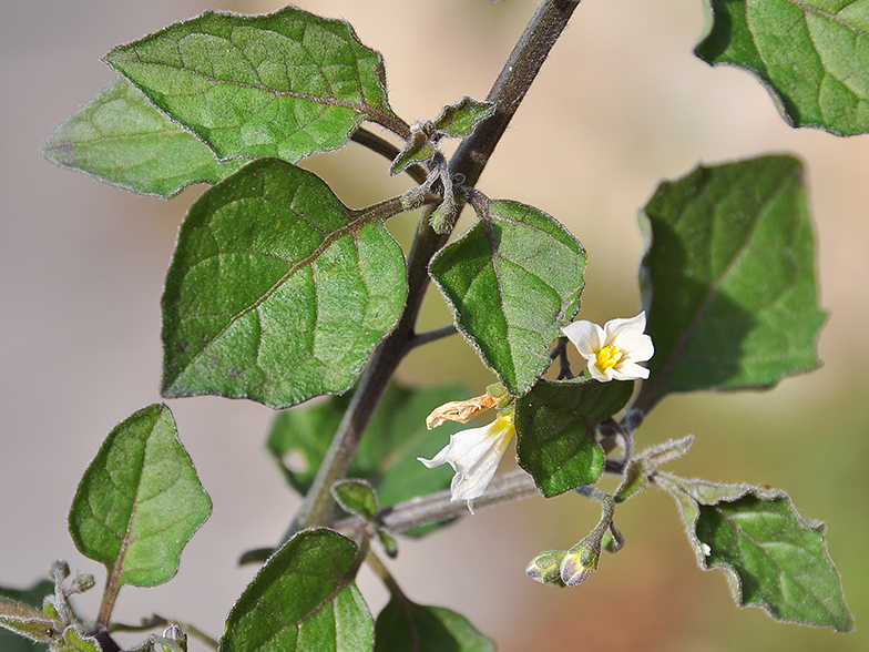 Solanum villosum