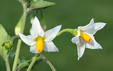 Solanum villosum