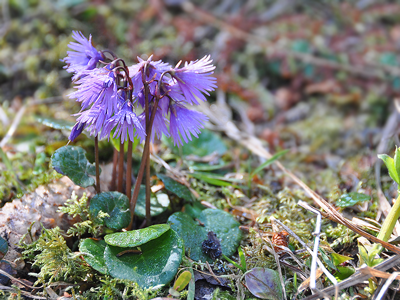 Soldanella alpina