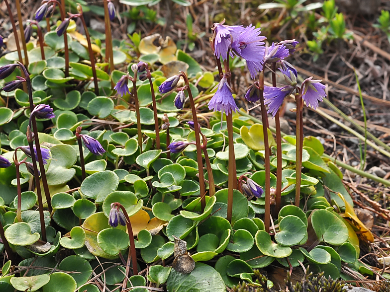 Soldanella alpina