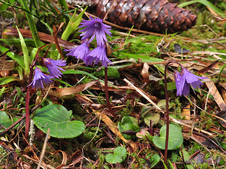 Soldanella alpina