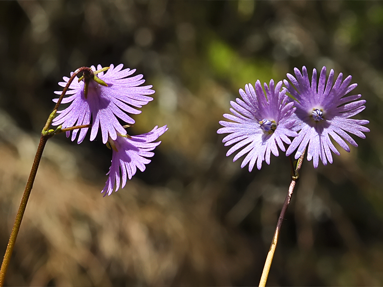 Soldanella alpina