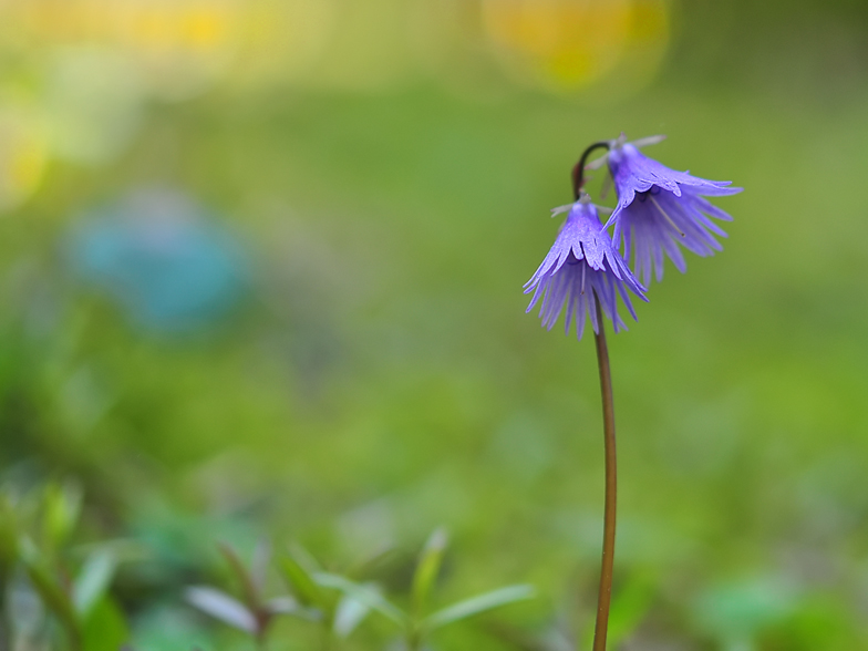 Soldanella alpina