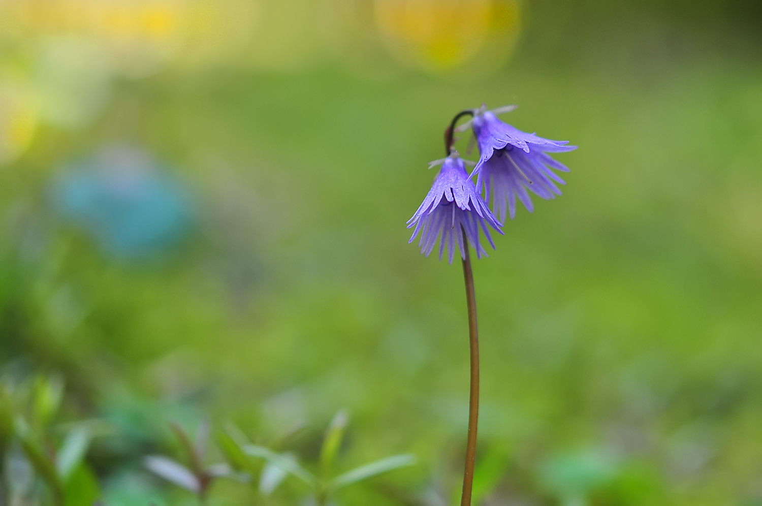 Soldanella alpina