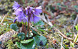 Soldanella alpina