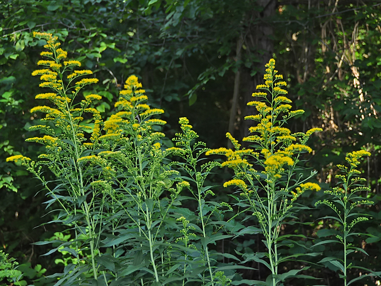 Solidago canadensis