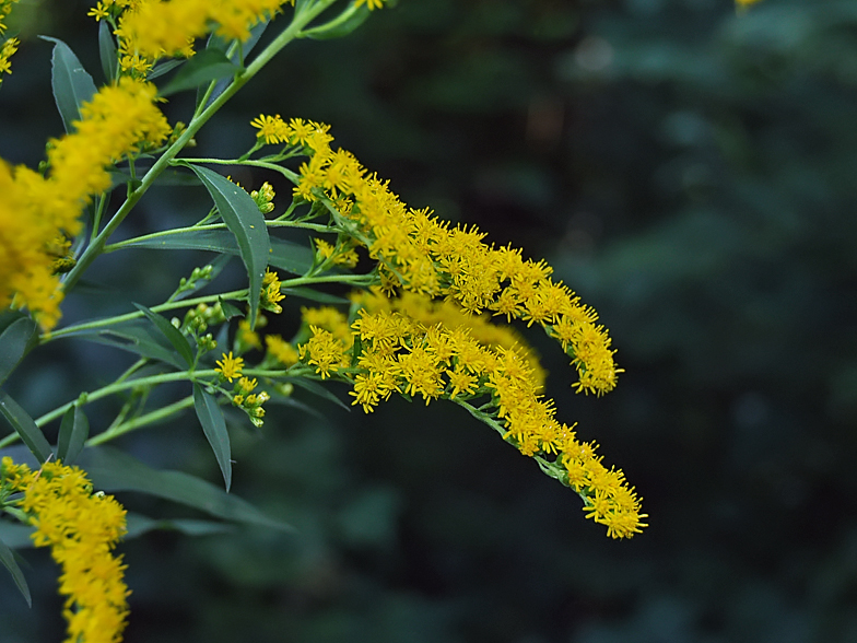 Solidago canadensis