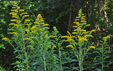 Solidago canadensis