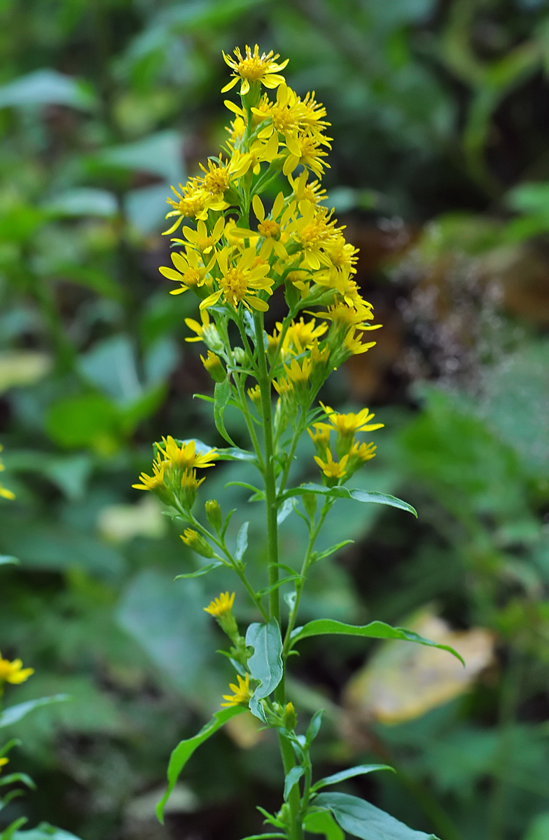 Solidago virgaurea