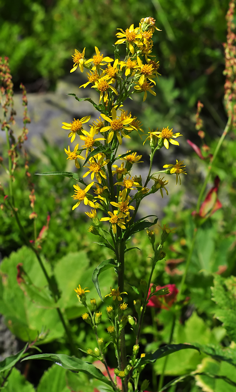 Solidago virgaurea