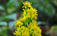 Solidago virgaurea