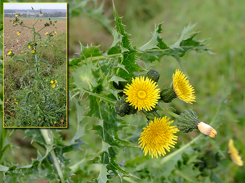 Sonchus asper