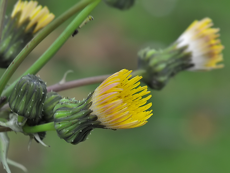 Sonchus asper fleur