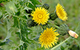 Sonchus asper