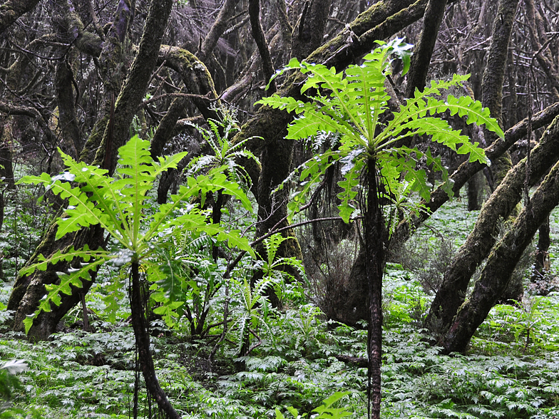 Sonchus hierrensis