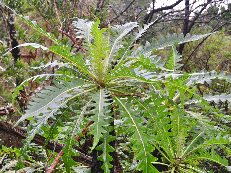 Sonchus hierrensis