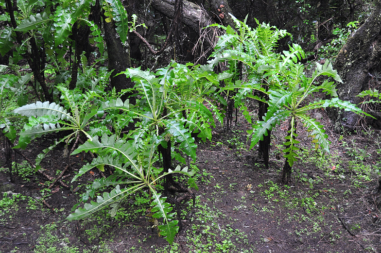 Sonchus hierrensis