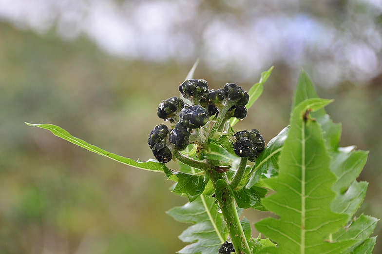 Sonchus hierrensis