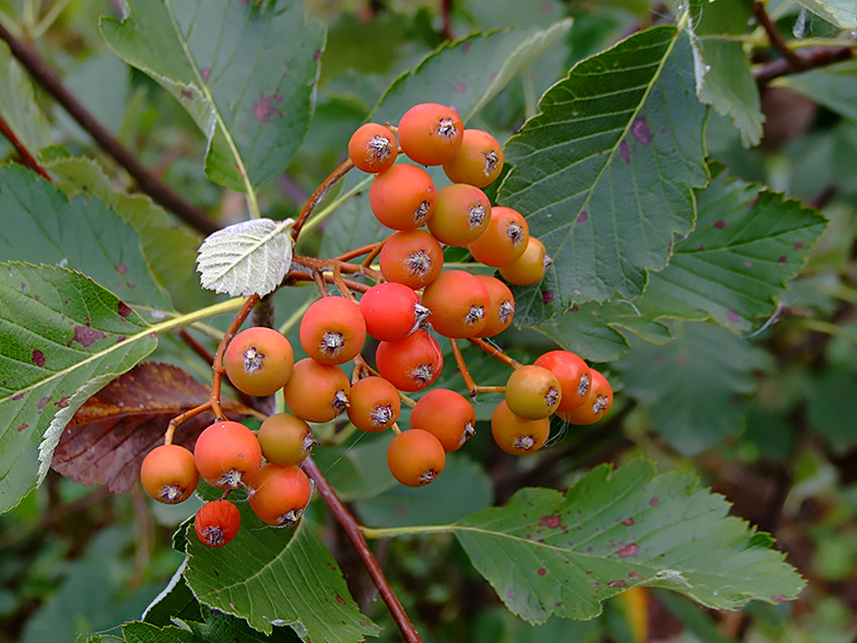 Sorbus aria