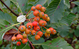 Sorbus aria