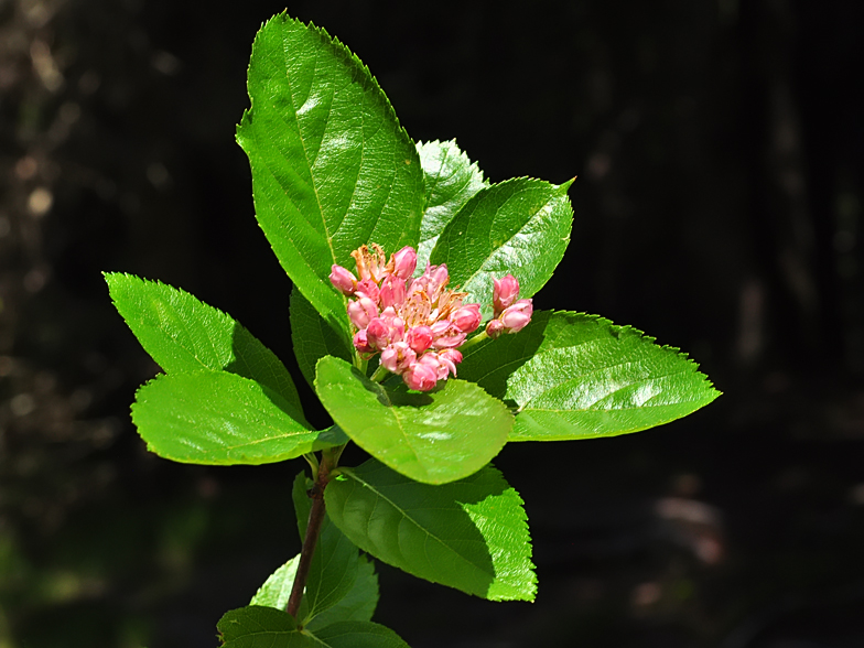 Sorbus chamaemespilus