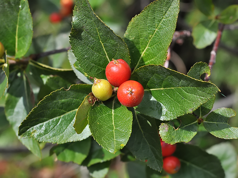 Sorbus chamaemespilus