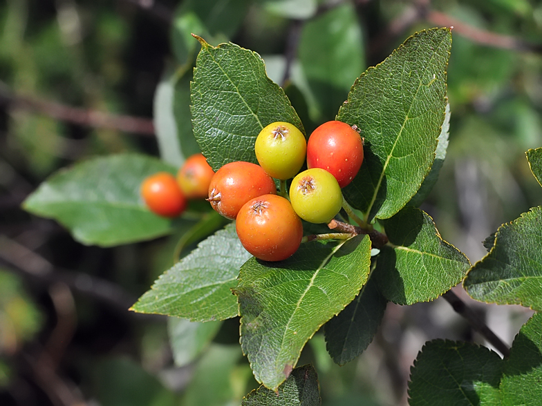 Sorbus chamaemespilus